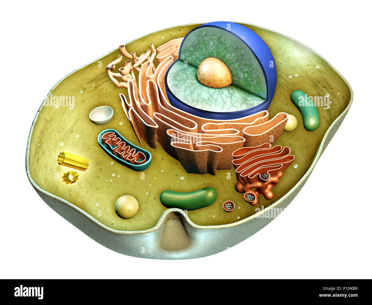 Estructura interna de una célula animal. Ilustración Digital. Trazado de recorte incluido. Foto de stock