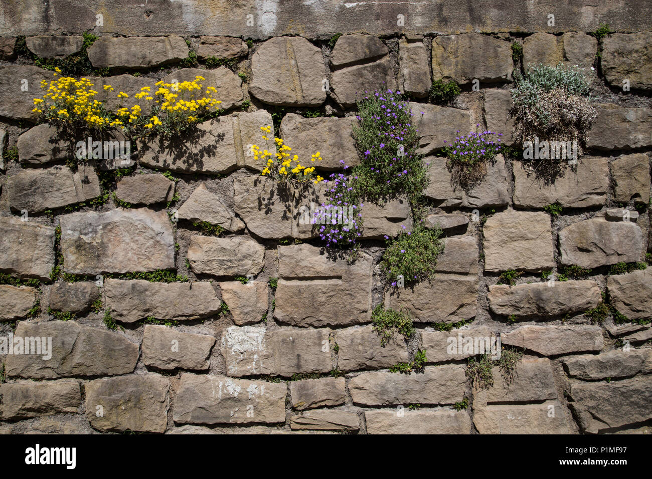 Naturaleza encontrando su camino con florecientes plantas prósperas creciente en el viejo muro de piedra seca Foto de stock