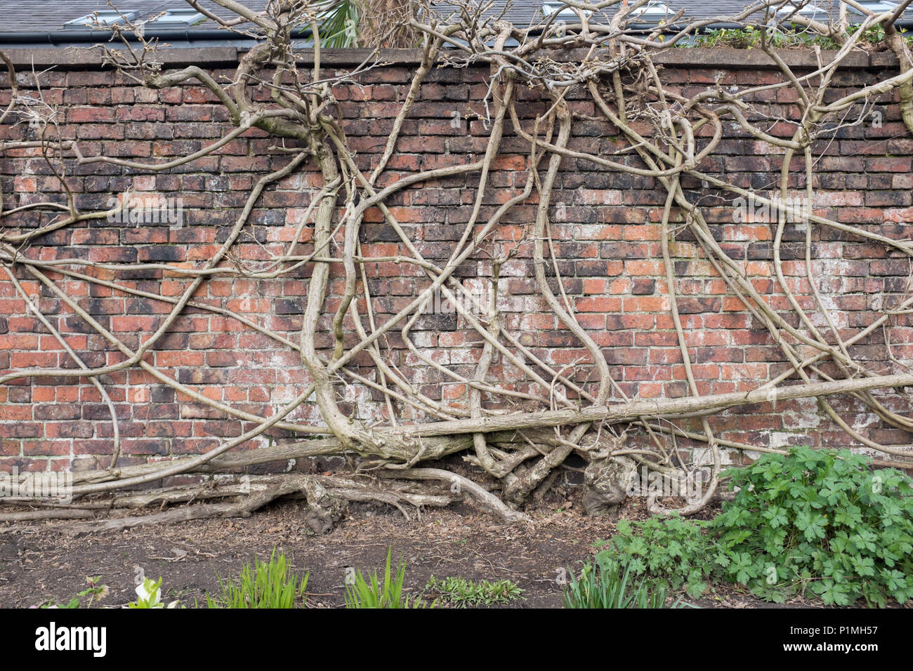 Las ramas y los tallos de glicinas que interrelaciona a una pared de ladrillo. Casa rectoral Jardines, Didsbury, Manchester, Reino Unido Foto de stock