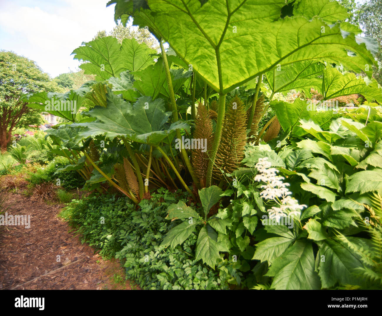 Ruibarbo gigante o Gunnera (Gunnera manicata) , nativo de sur de Brasil Foto de stock