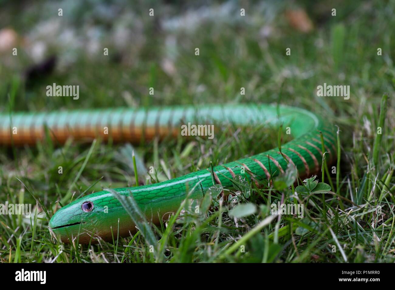 La serpiente en la hierba. Un niño del juguete de madera moldeables serpiente escondidos en la hierba en el jardín. Foto de stock
