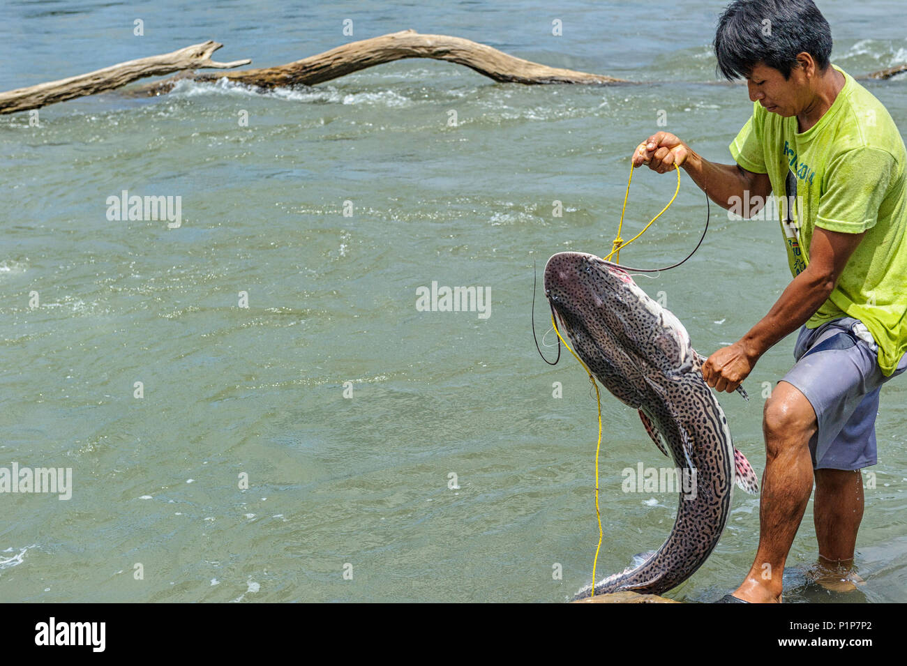 Hombre cogiendo un bagre grande en el río Napo en Ecuador Foto de stock