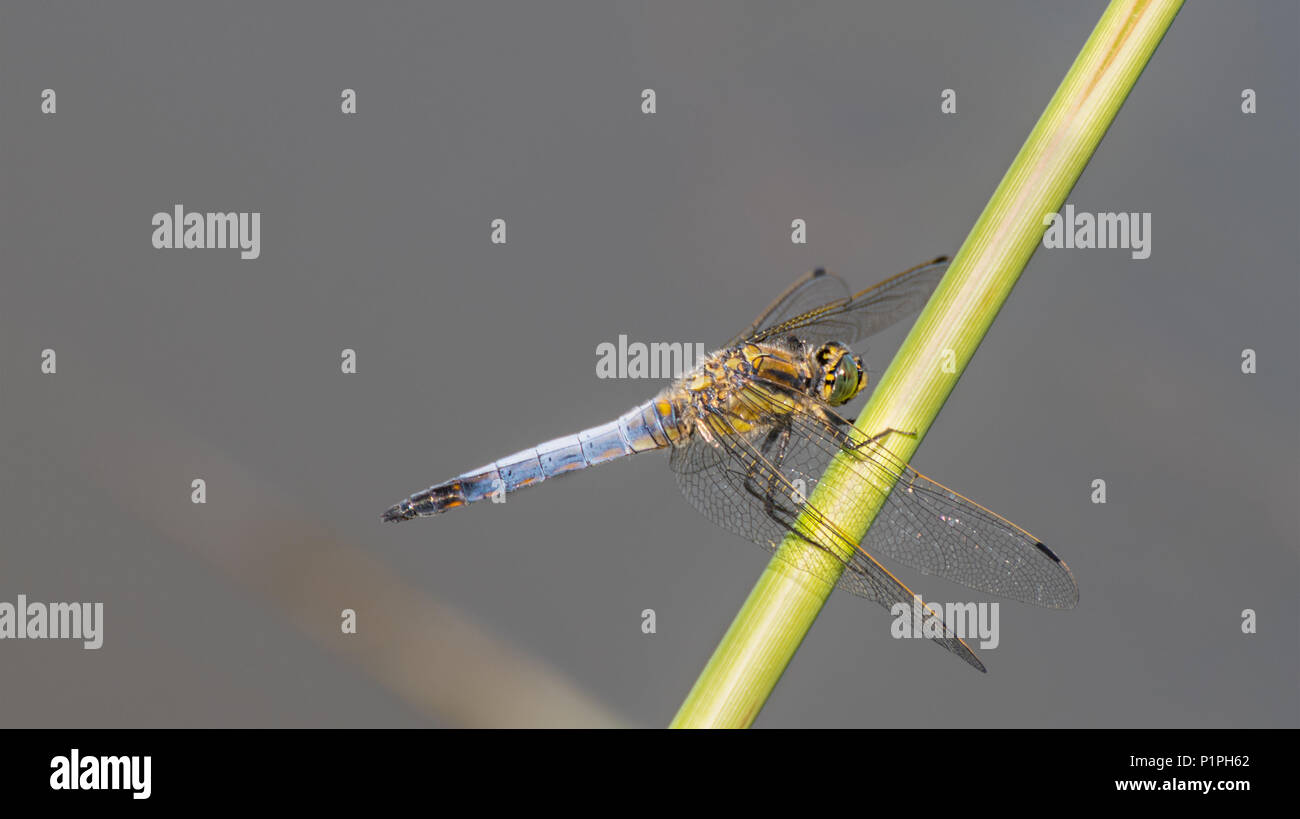 Black-tailed skimmer reed macho en el tallo. Orthetrum cancellatum. Hermosa libélula azul y amarillo sobre un fondo gris con un espacio en blanco. Foto de stock