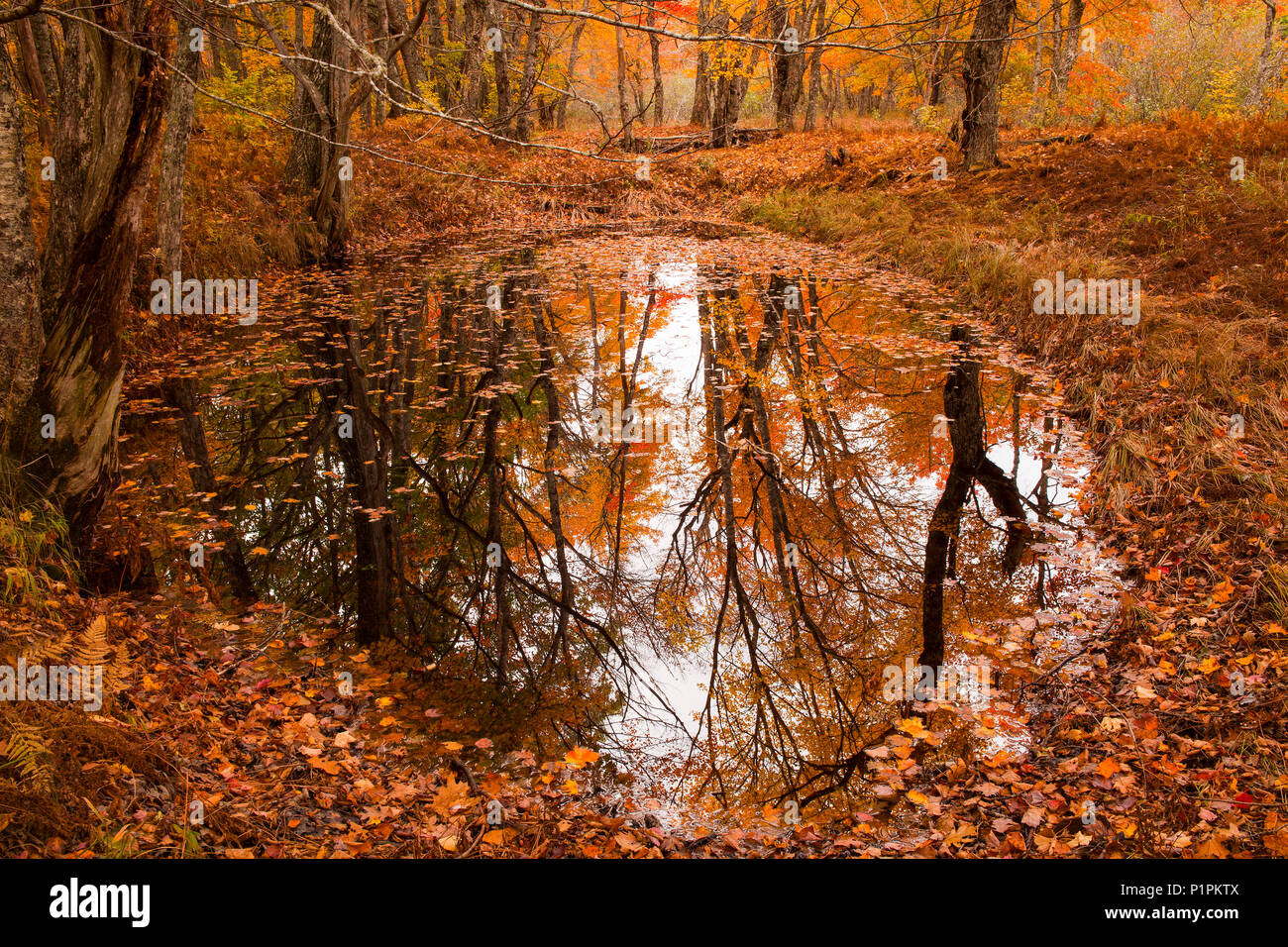 El follaje de color naranja vivo flotando y reflejado en un tranquilo estanque en otoño, Nova Scotia, Canadá Foto de stock