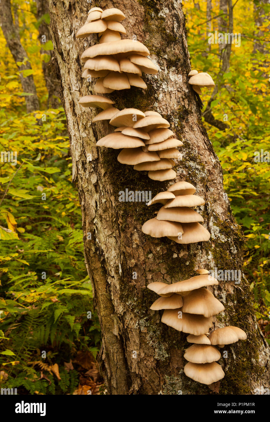 Las setas que crecen a lo largo de un tronco de árbol, Barranco Lake Trail, Nova Scotia, Canadá Foto de stock