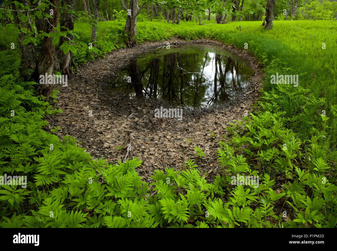 Un exuberante follaje alrededor de una llanura de inundación de primavera que refleja los árboles a lo largo del Río Santa María; Crow's Nest, Nova Scotia, Canadá Foto de stock