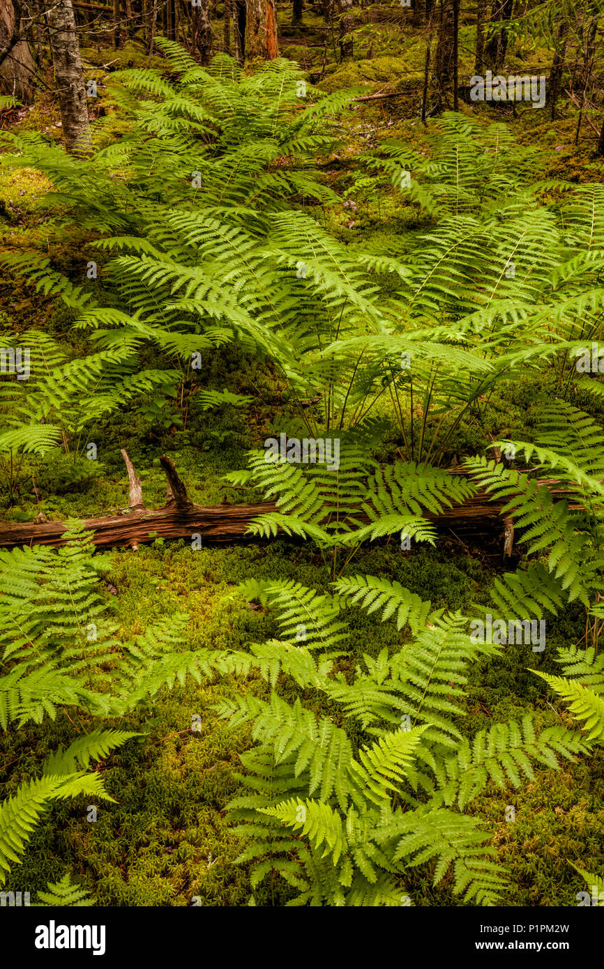 Un exuberante parche de principios de verano Canela helechos crece en espesor, musgo húmedo en un bosque; Oriente Sackville, Nova Scotia, Canadá Foto de stock