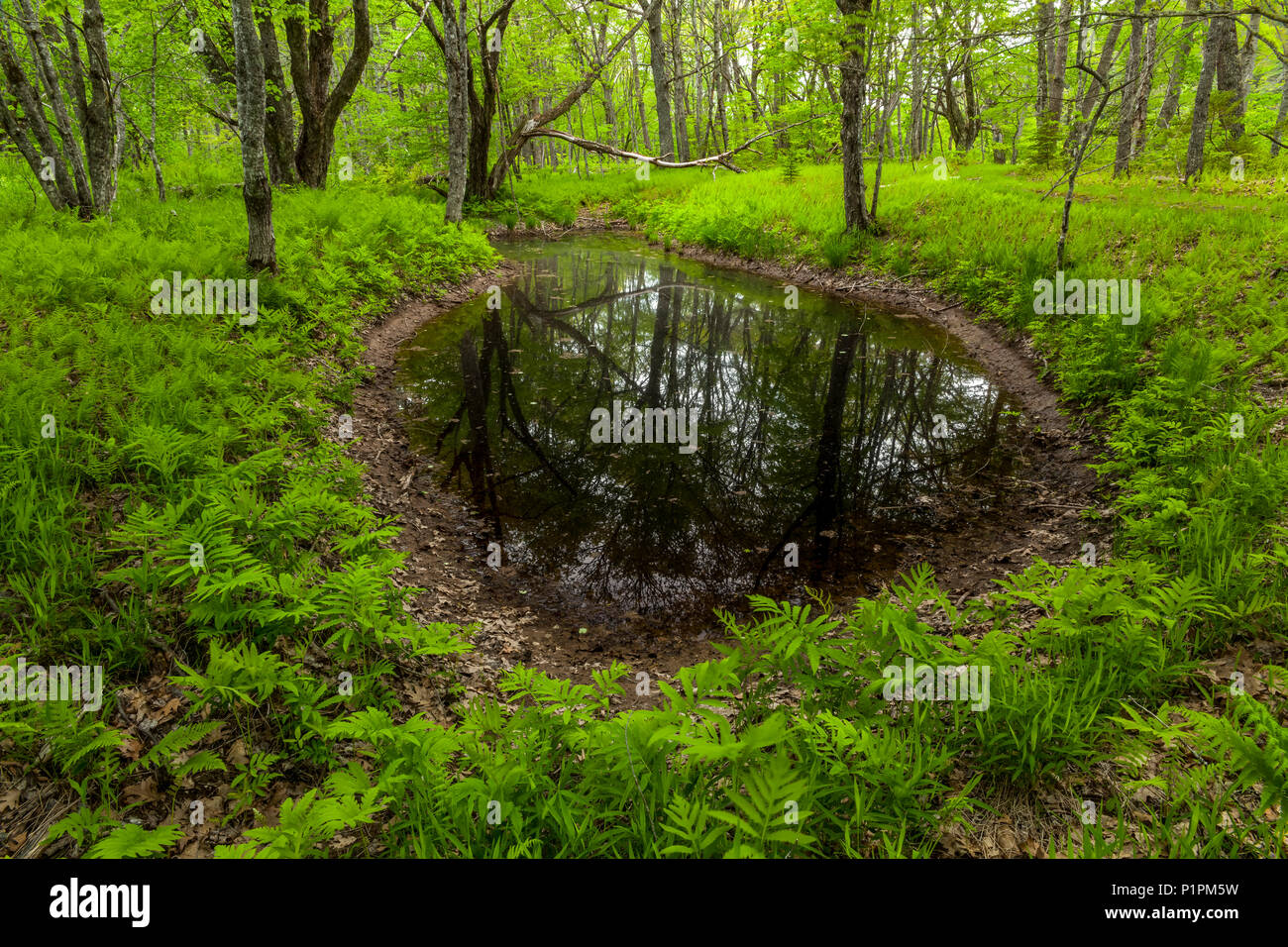 Un exuberante follaje alrededor de una llanura de inundación de primavera que refleja los árboles a lo largo del Río Santa María; Crow's Nest, Nova Scotia, Canadá Foto de stock