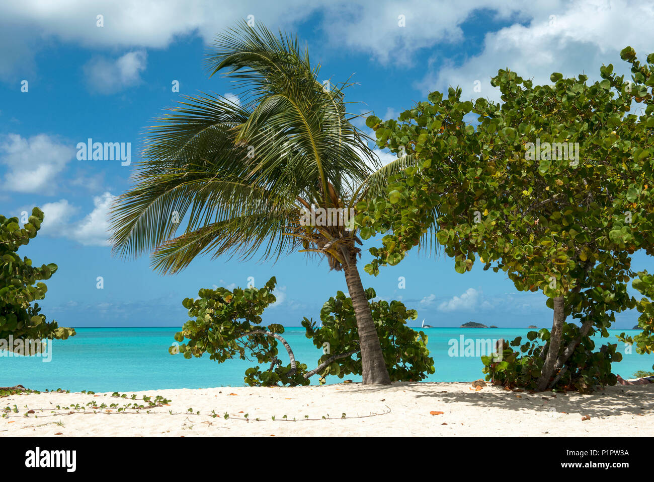 Los árboles que crecen en la arena blanca de la costa de una isla tropical,  Jolly Harbour; Antigua y Barbuda Fotografía de stock - Alamy