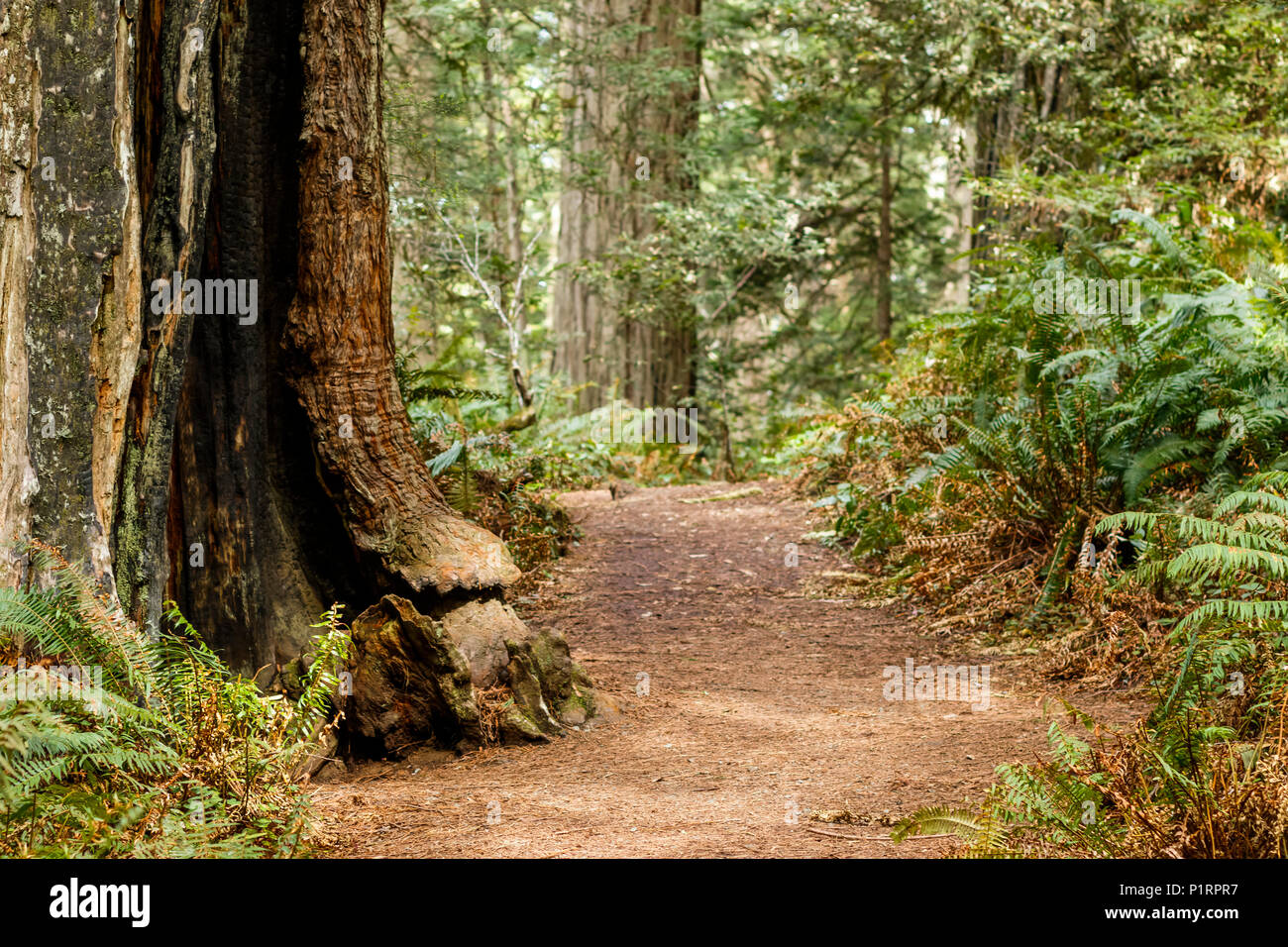 Secoyas y helechos a lo largo de un sendero, Lady Bird Johnson Grove, Redwood Parques Nacionales y Estatales; Orick, California, Estados Unidos de América Foto de stock