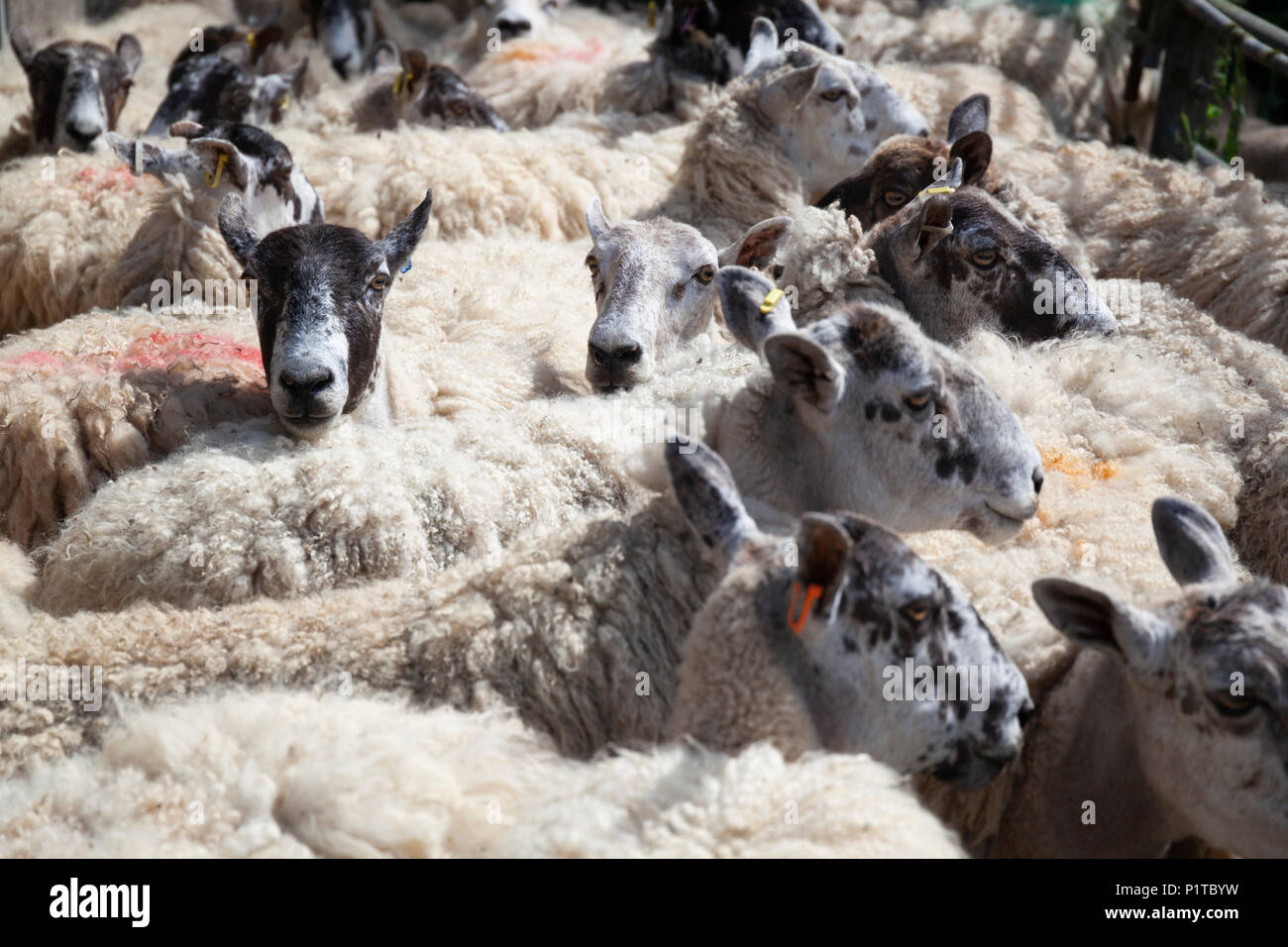 Bandada de North Country Mula ovejas en el corral a la espera de ser esquilada, Stow-on-the-Wold, Cotswolds, Gloucestershire, Inglaterra, Reino Unido, Europa Foto de stock