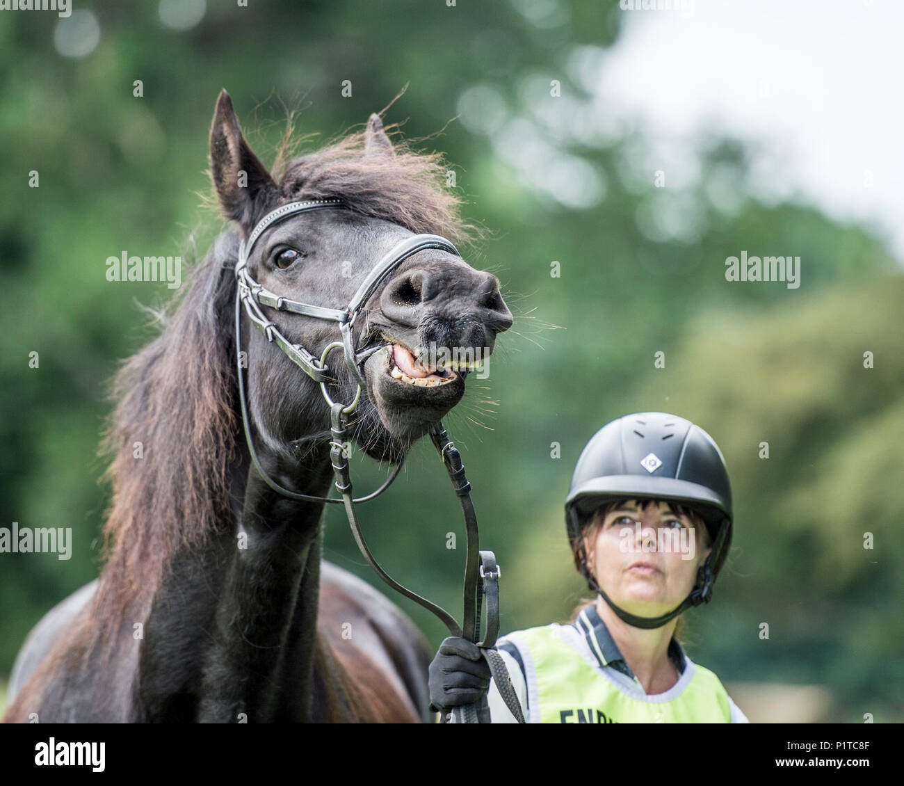Rider celebración asustado caballo Foto de stock