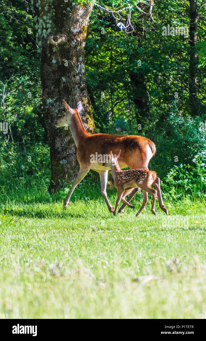 Parque Nacional De Abruzos Lacio Y Molise Italia La Primavera En La Reserva Natural De Montana Italianas Con Paisajes Animales Salvajes Y Camosciara Fotografia De Stock Alamy