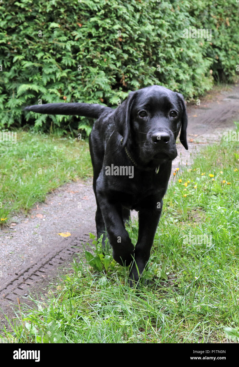 Neuenhagen, Alemania, joven Labrador Retriever corriendo hacia el espectador Foto de stock