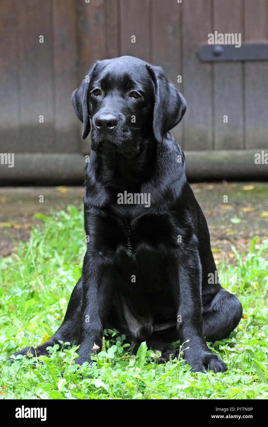 Neuenhagen, Alemania, joven labrador retriever atentamente sentados en el césped Foto de stock