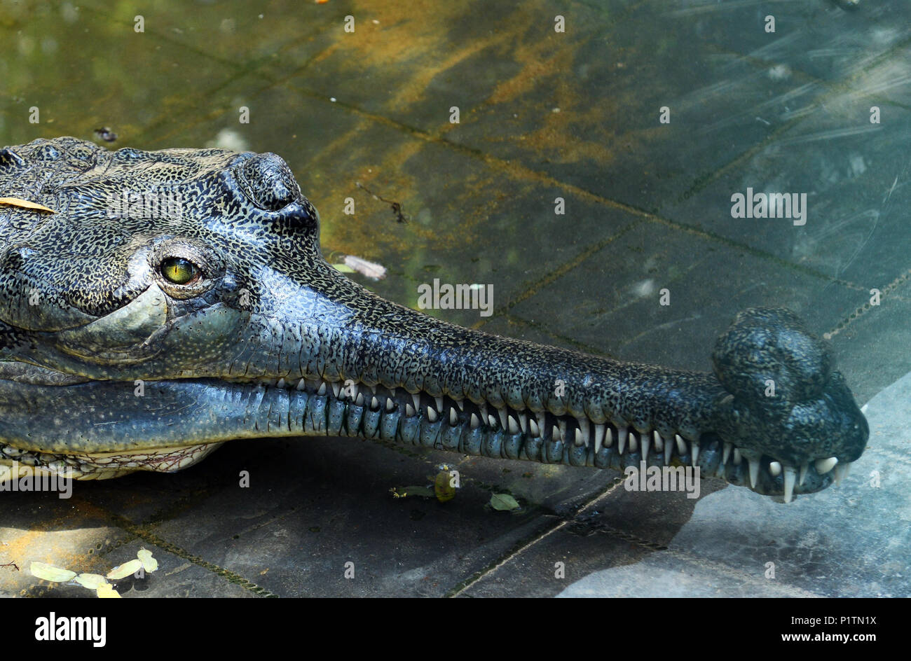 Cocodrilo que come peces fotografías e imágenes de alta resolución - Alamy