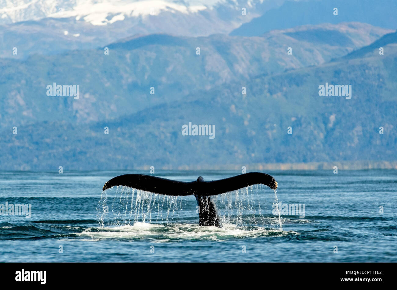 La ballena jorobada (Megaptera novaeangliae) Fluke a lo largo de la costa de la Bahía de Kachemak; Homer, Alaska, Estados Unidos de América Foto de stock