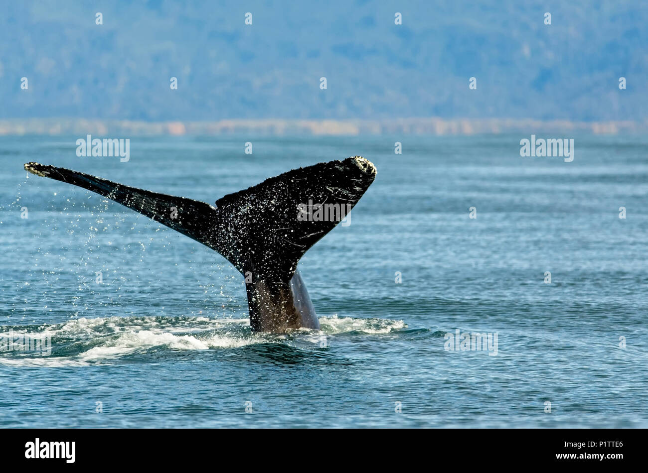 La ballena jorobada (Megaptera novaeangliae) Fluke a lo largo de la costa de la Bahía de Kachemak; Homer, Alaska, Estados Unidos de América Foto de stock