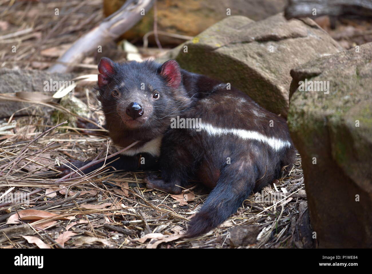 El diablo de Tasmania en Conservation Park, Tasmania, Australia Foto de stock