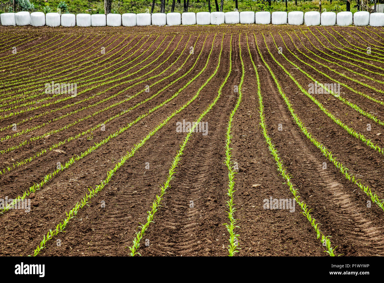 Cultivos en líneas rectas. Portugal. Foto de stock