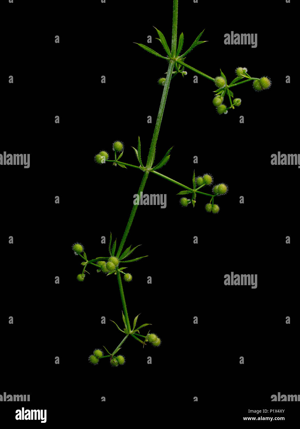 Aka goosegrass Galium aparine, cleavers. Peludo, pegajoso clingy planta, hierba. Detalle aislado en negro. Foto de stock