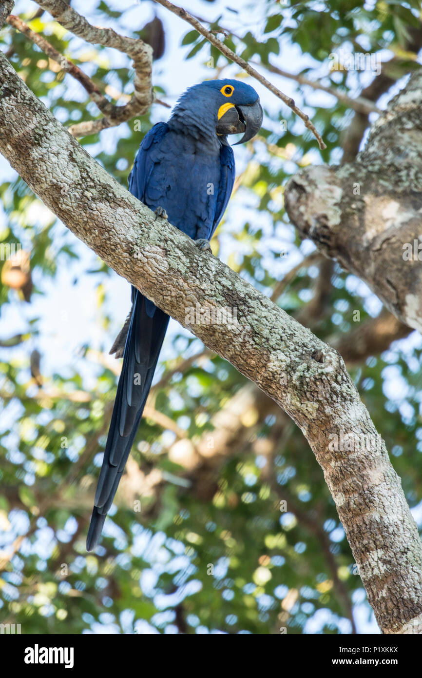 Región Pantanal, Mato Grosso, Brasil, América del Sur. Guacamayo Jacinto encaramado en un árbol. Foto de stock