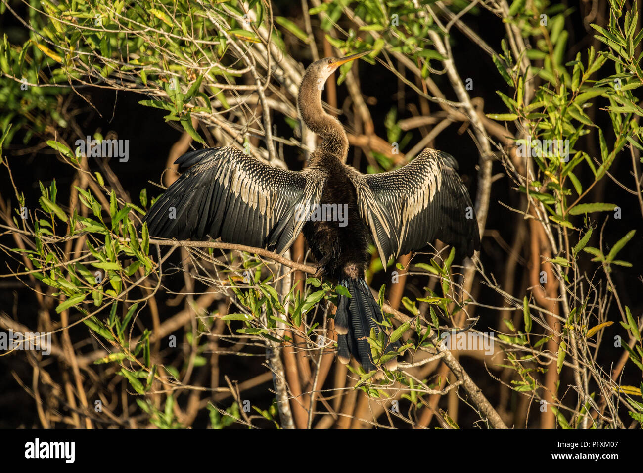 Región Pantanal, Mato Grosso, Brasil, América del Sur. Anhinga con alas extendidas para absorber la energía solar. Foto de stock