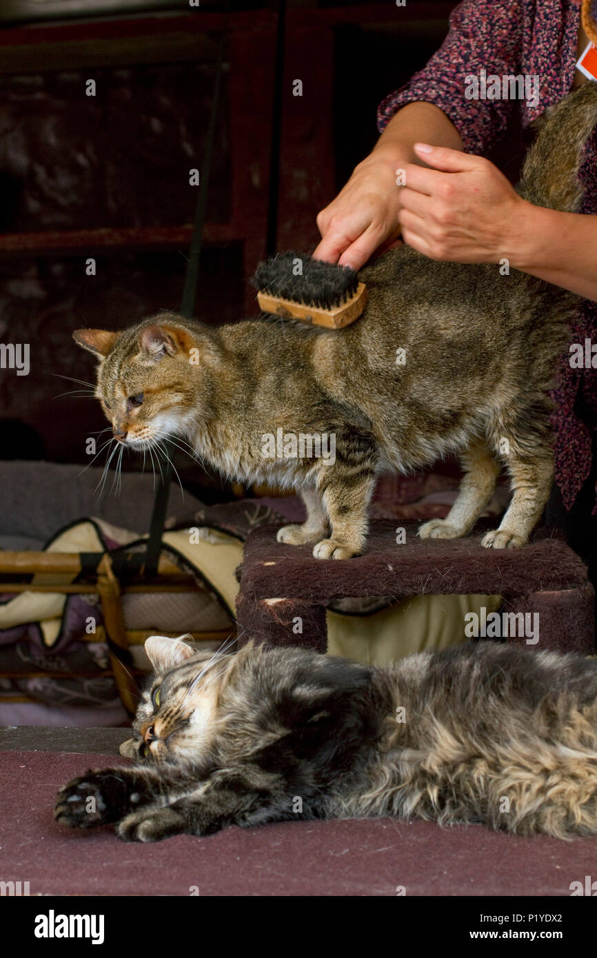 Francia, gatos en un refugio para animales (SPA). Foto de stock
