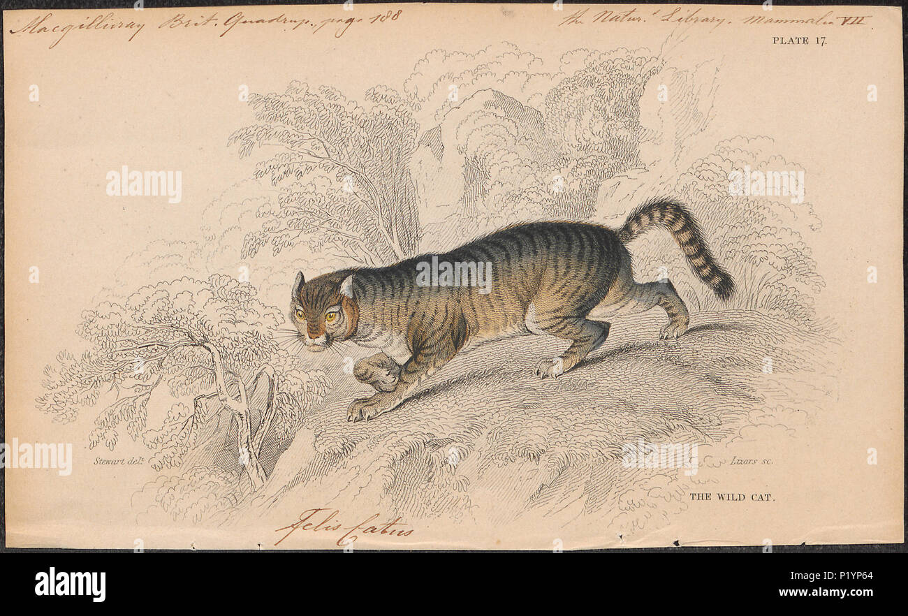 . Felis catus . 1838 123 Felis catus - 1838 - Impresión - Iconographia Zoologica - Colecciones Especiales de la Universidad de Ámsterdam - UBA01 IZ22100268 Foto de stock