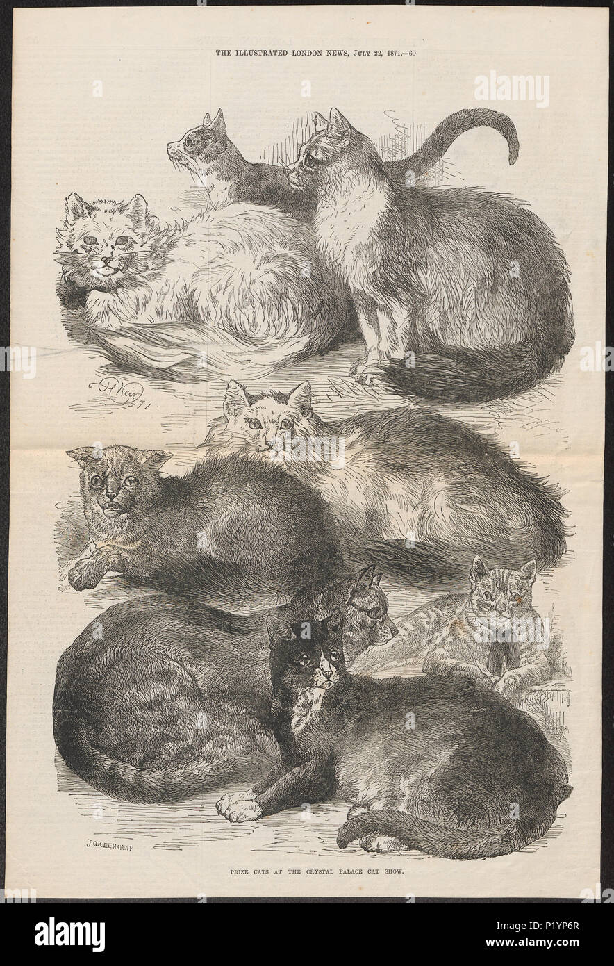 . Felis catus . 1871 123 Felis catus - 1871 - Impresión - Iconographia Zoologica - Colecciones Especiales de la Universidad de Ámsterdam - UBA01 IZ22100278 Foto de stock
