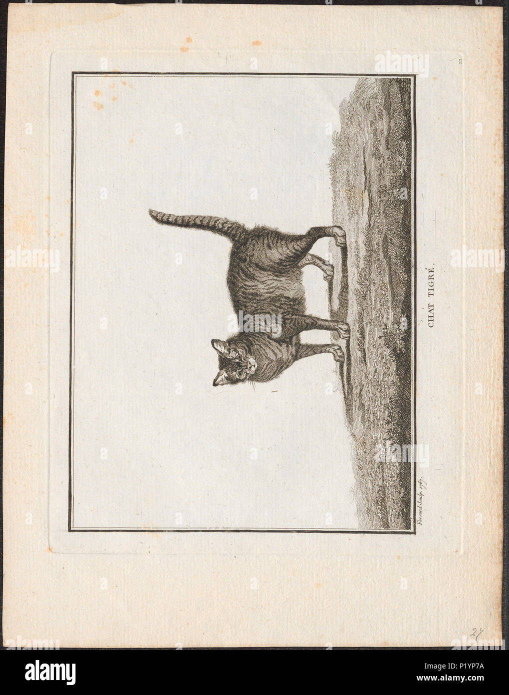 . Felis catus . 1767 123 Felis catus - 1767 - Impresión - Iconographia Zoologica - Colecciones Especiales de la Universidad de Ámsterdam - UBA01 IZ22100290 Foto de stock