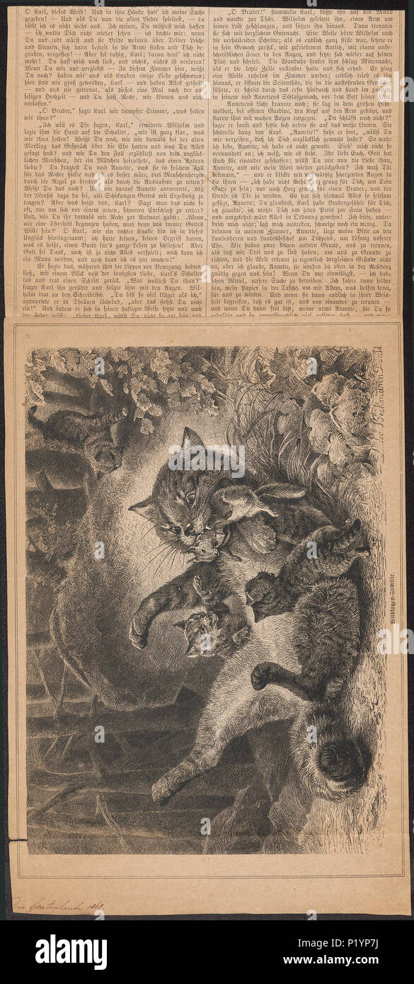 . Felis catus . 1868 123 Felis catus - 1868 - Impresión - Iconographia Zoologica - Colecciones Especiales de la Universidad de Ámsterdam - UBA01 IZ22100296 Foto de stock