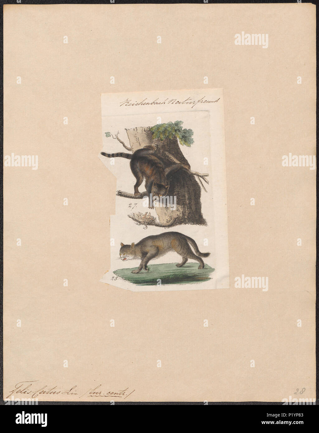 . Felis catus . 1834 123 Felis catus - 1834 - Impresión - Iconographia Zoologica - Colecciones Especiales de la Universidad de Ámsterdam - UBA01 IZ22100304 Foto de stock
