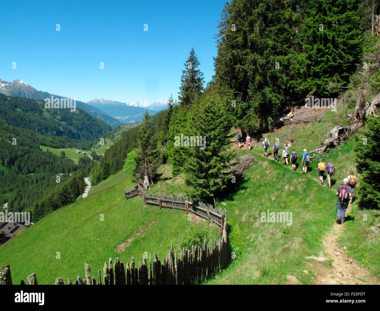 Austria, Tirol Kuhtai Valley, un grupo de excursionistas es caminar en fila  india por un sendero de montaña a través de los pinos Fotografía de stock -  Alamy
