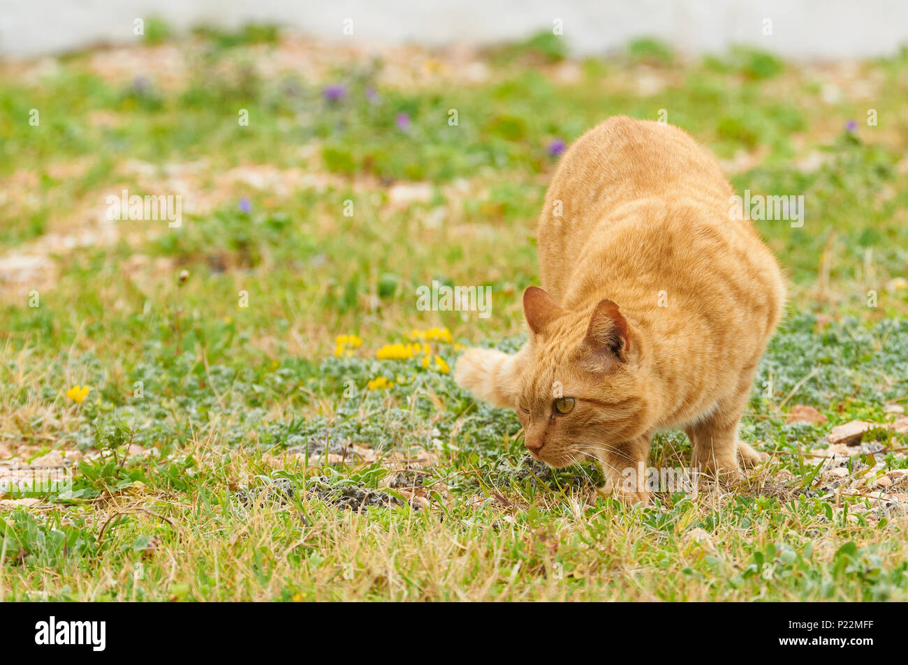 Ginger domestic cat (Felis silvestris catus) en posición de caza en un campo de hierba verde con flores (Formentera, Islas Baleares, España) Foto de stock