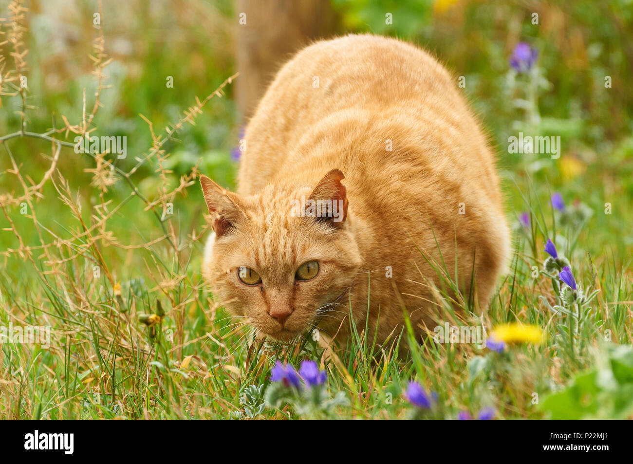 Ginger domestic cat (Felis silvestris catus) en posición de caza en un campo de hierba verde con flores (Formentera, Islas Baleares, España) Foto de stock