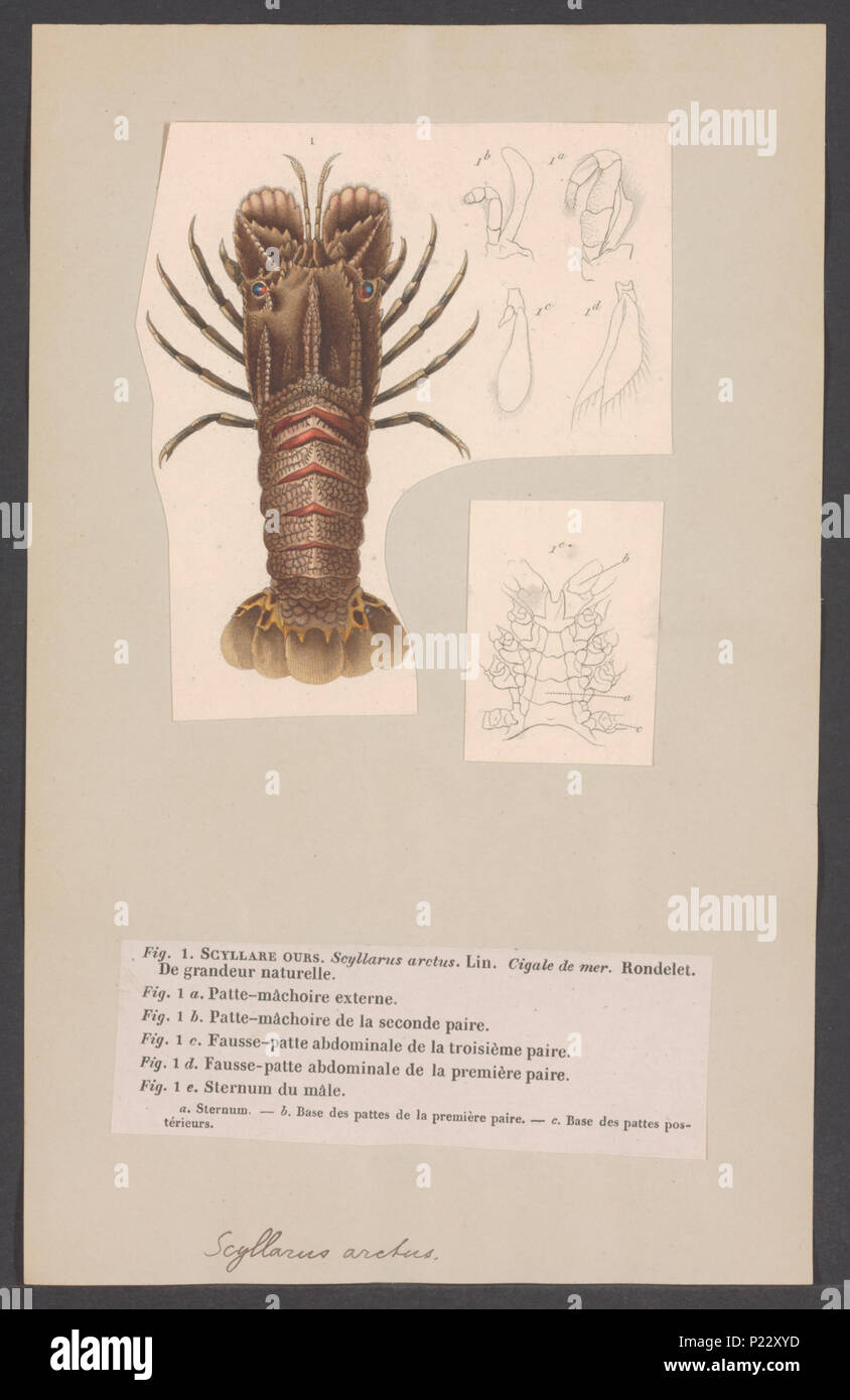 . 286 Scyllarus arctus Scyllarus arctus - - Imprimir - Iconographia Zoologica - Colecciones Especiales de la Universidad de Ámsterdam - UBAINV0274 006 02 0021 Foto de stock