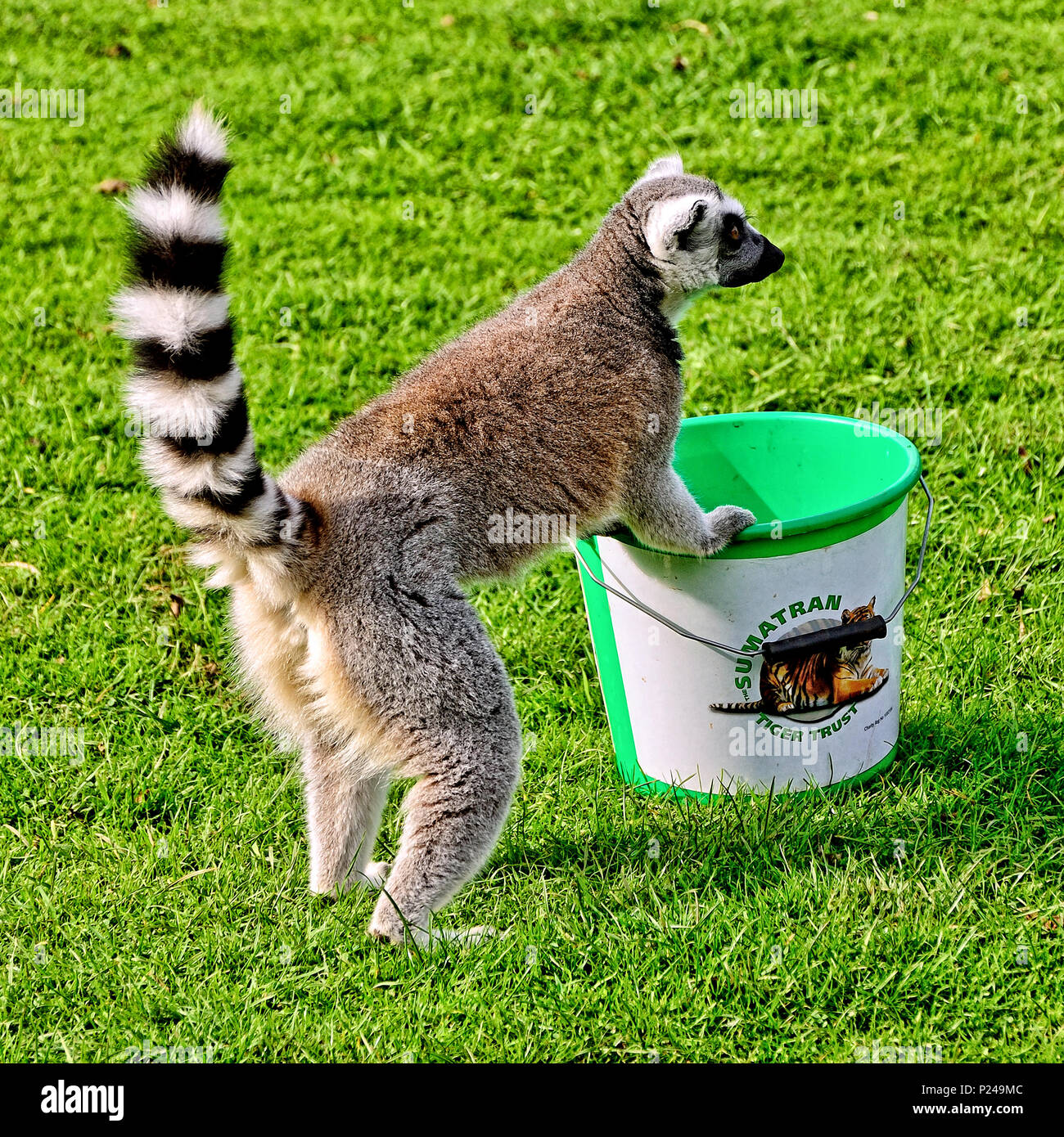 Ring Tailed Lemur y cuchara recogida Foto de stock