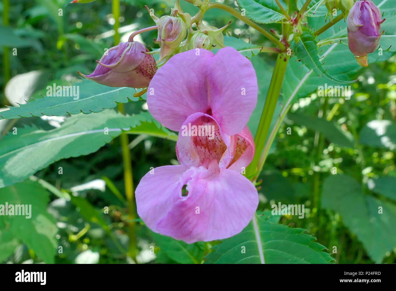 Bobby tops (Impatiens glandulifera), una sola flor, Baviera, Alemania, Europa Foto de stock