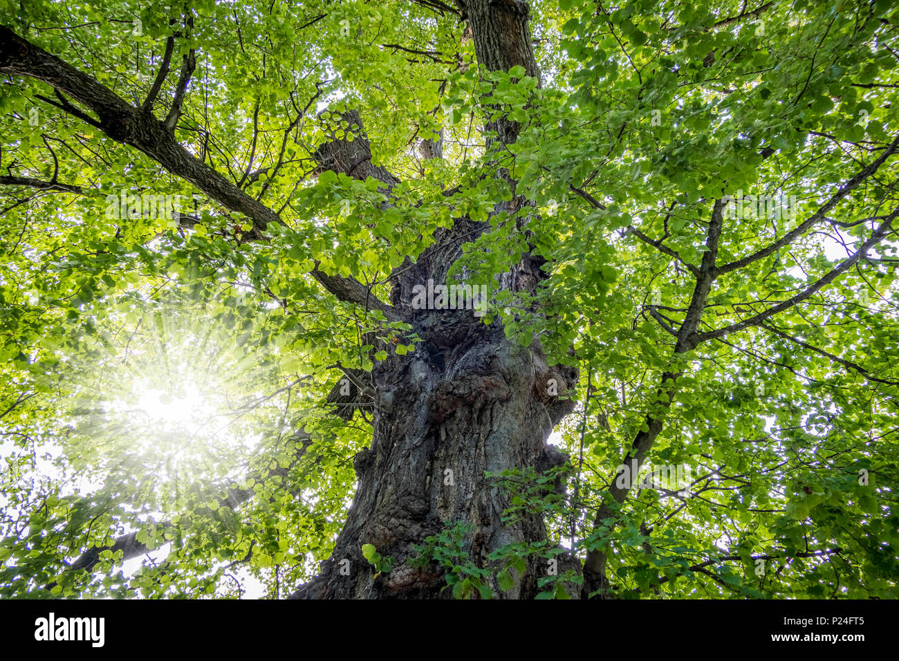 Bosques ingleses fotografías e imágenes de alta resolución Alamy