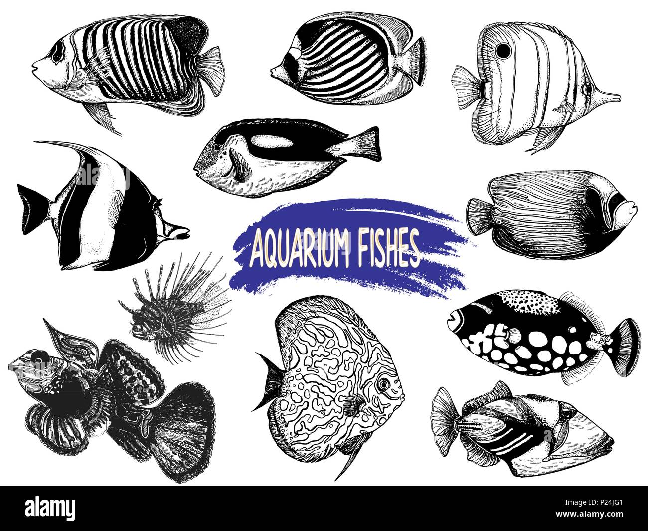 Conjunto de estilo boceto dibujados a mano peces tropicales aislado sobre fondo blanco. Ilustración vectorial. Ilustración del Vector