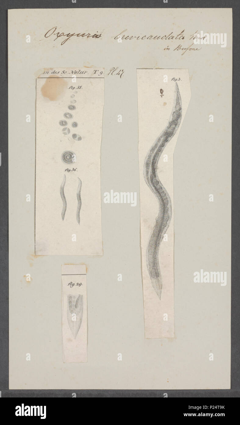 Oxyuris fotografías e imágenes de alta resolución - Alamy