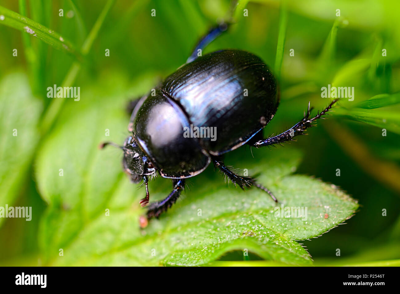 Bosque, escarabajos del estiércol Anoplotrupes stercorosus Foto de stock