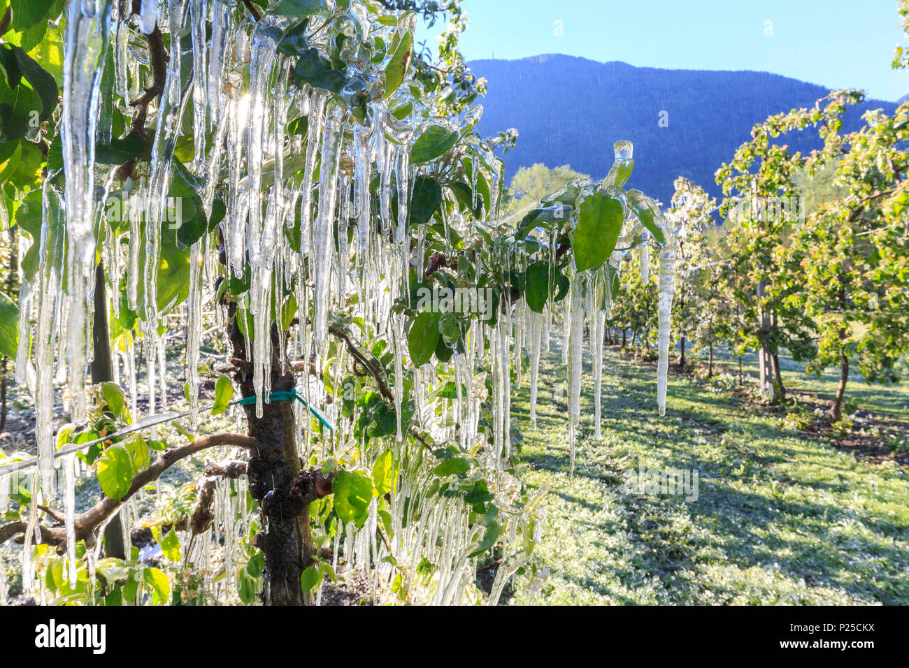 Estalactitas de hielo en Apple después de regar las plantas que evita la congelación de las flores. Tirano, Valtellina, Lombardía, Italia. Foto de stock