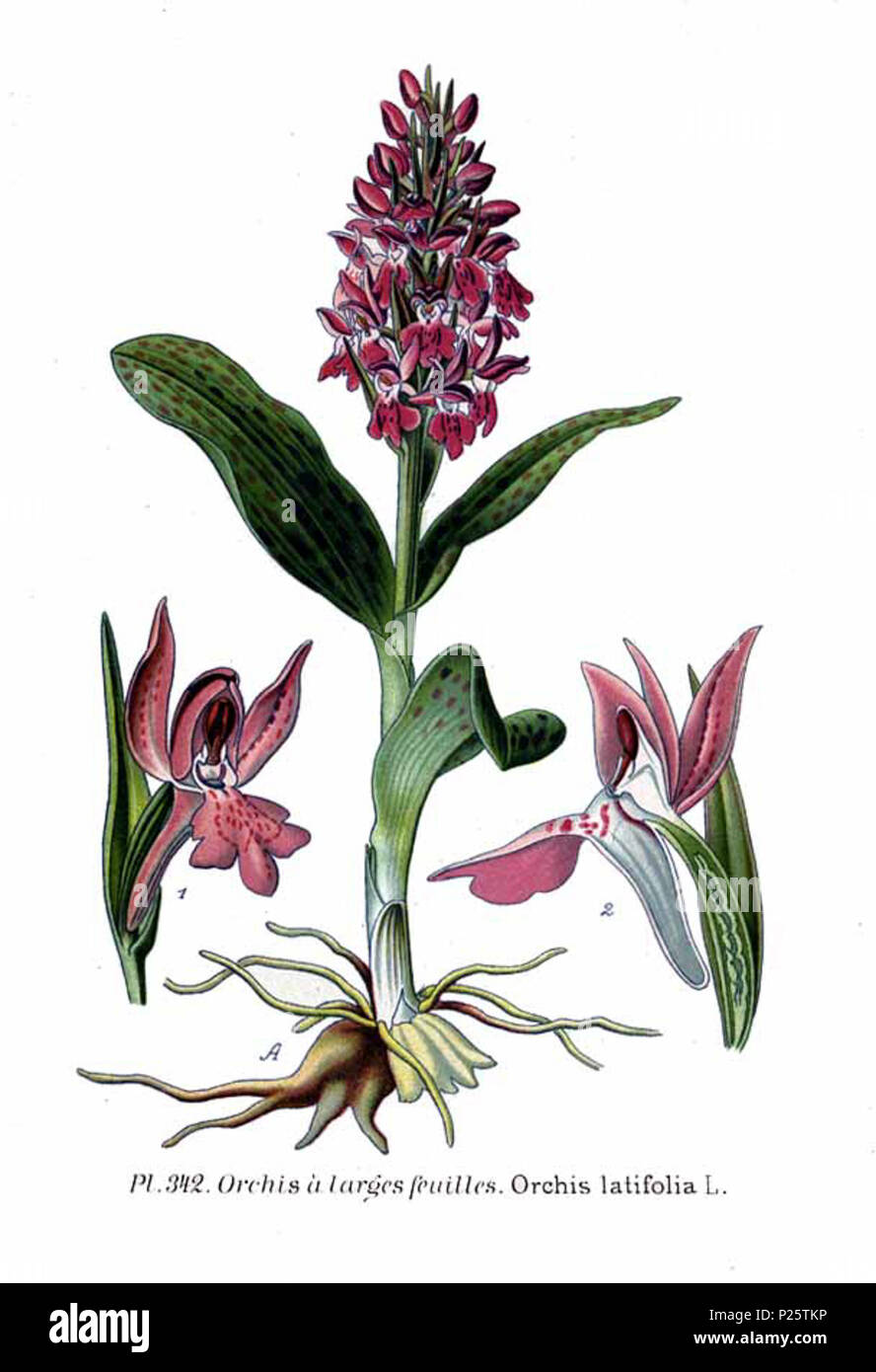 Orchis latifolia fotografías e imágenes de alta resolución - Alamy