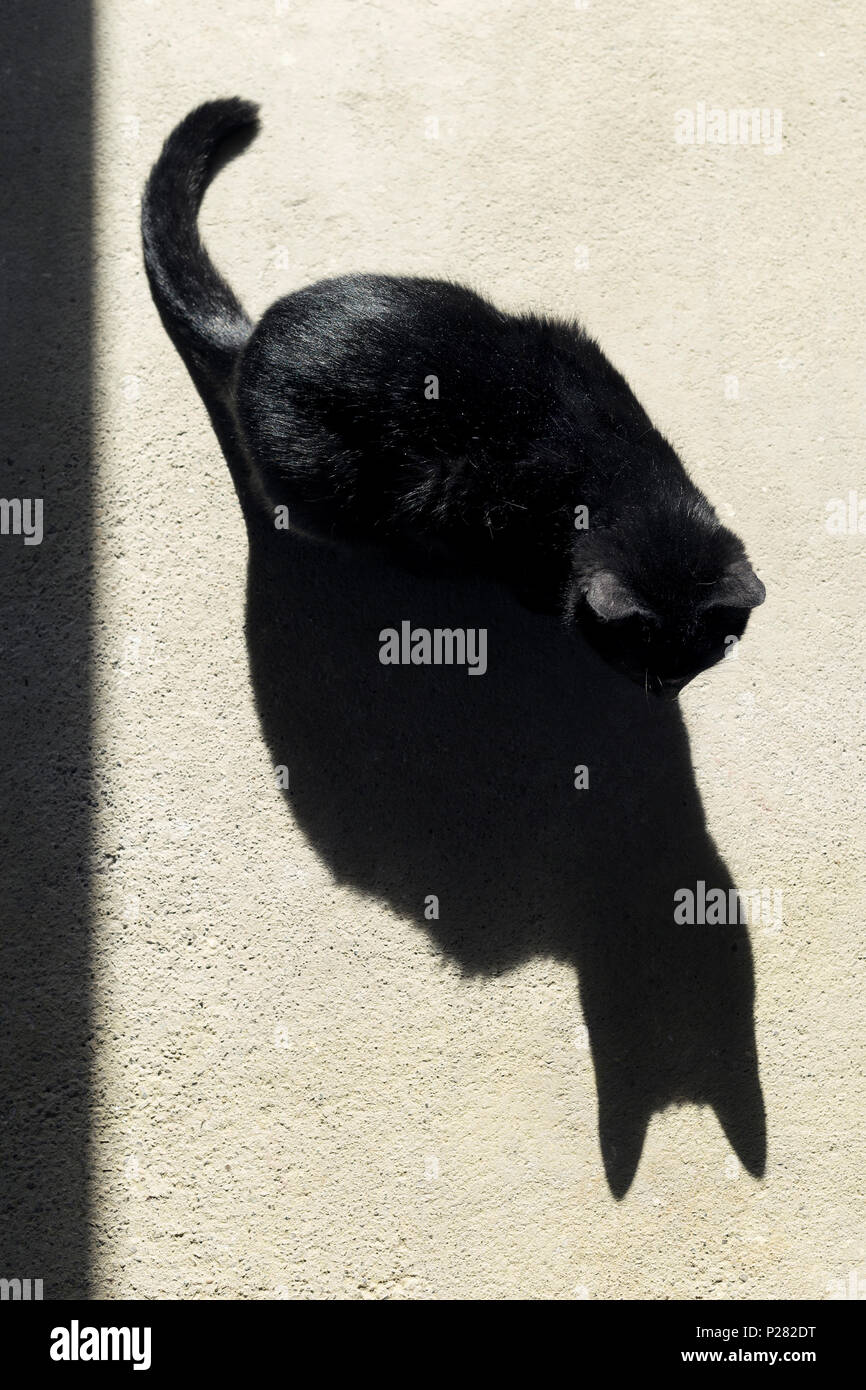 Gato negro el sol en un suelo con sombras Foto de stock