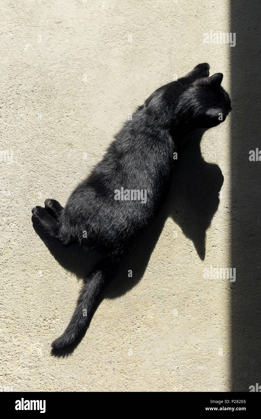 Gato negro el sol en un suelo con sombras Foto de stock