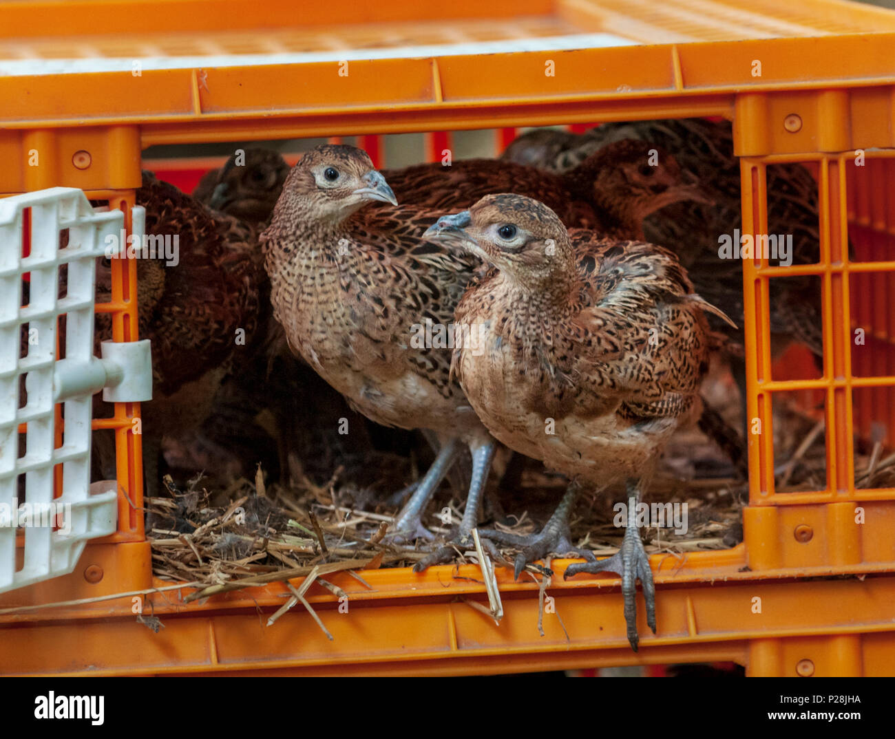 Siete semanas de edad, faisán polluelos, a menudo conocido como el faisán poults, siendo liberado en un lanzamiento gamekeepers pen de las jaulas utilizadas para su transporte desde la granja de juego Foto de stock