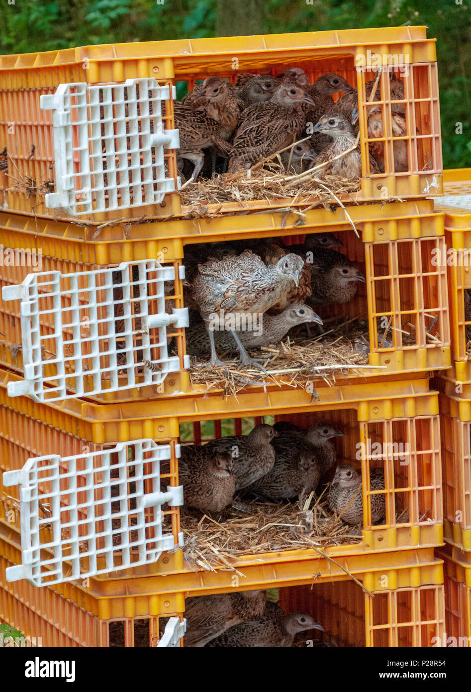 Siete semanas de edad, faisán polluelos, a menudo conocido como el faisán poults, siendo liberado en un lanzamiento gamekeepers pen de las jaulas utilizadas para su transporte desde la granja de juego Foto de stock