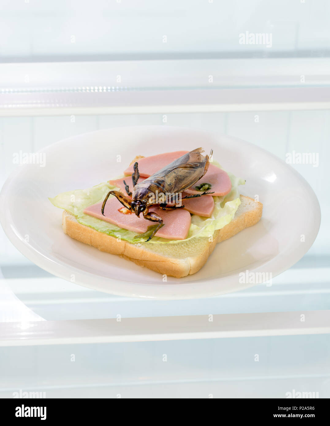 Abrir una nevera con un gran escarabajo sobre tostadas en la placa. Oferta de insectos comestibles - cucaracha frita en sándwich tostadas está enfriando en la nevera. Foto de stock